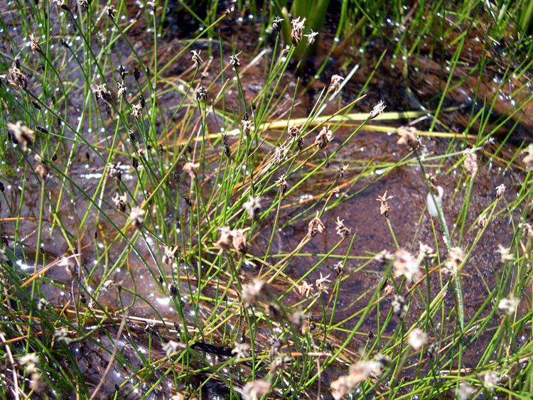 Eleocharis pachycarpa