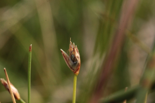 Eleocharis quinqueflora — photo
