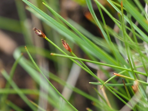 Eleocharis quinqueflora — photo