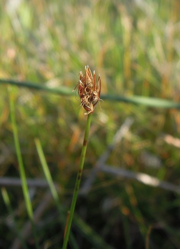Eleocharis quinqueflora