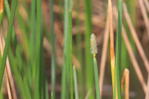 Eleocharis sphacelata (Tall spike rush) — photo