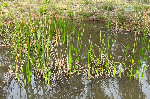 Eleocharis sphacelata (Tall spike rush) — photo
