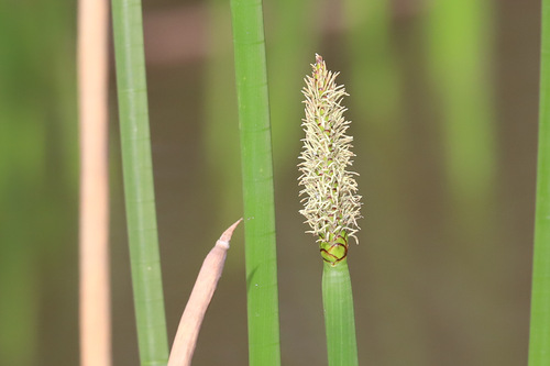 Eleocharis sphacelata