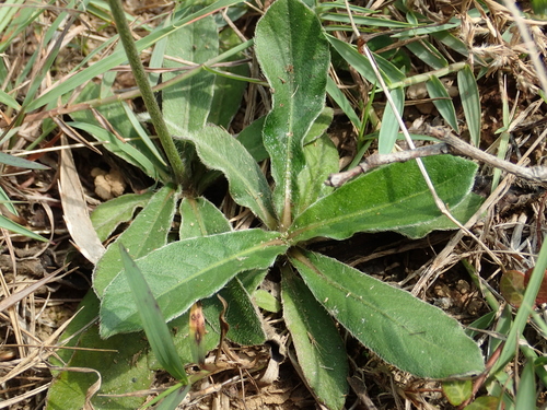 Elephantopus scaber (Elephant's foot) — photo