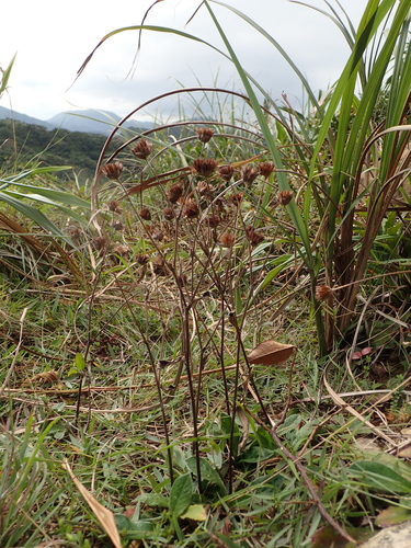 Elephantopus scaber (Elephant's foot) — photo