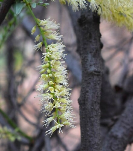 Elephantorrhiza elephantina (Dwarf elephant root) — photo