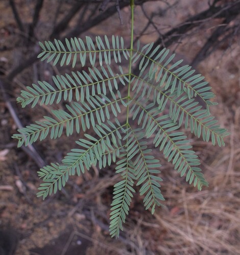 Elephantorrhiza elephantina (Dwarf elephant root) — photo