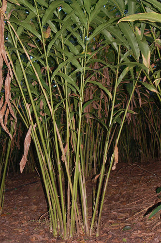 Elettaria cardamomum (Cardamom) — photo