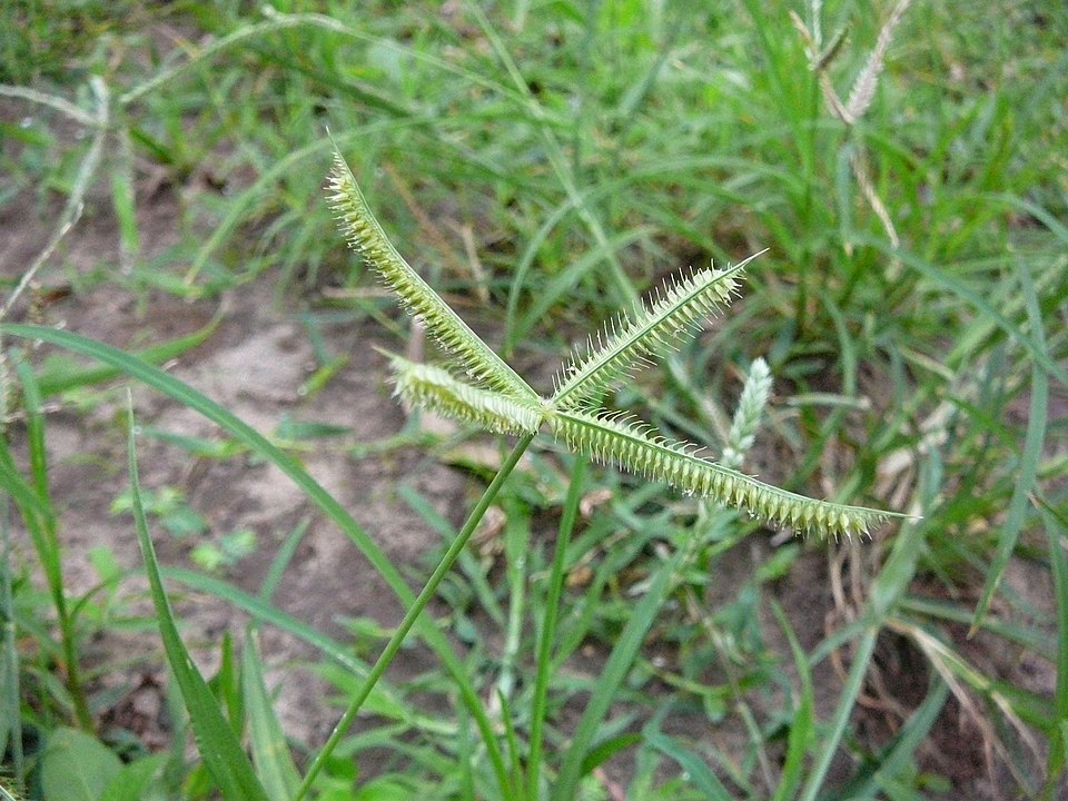 Eleusine aegyptiaca (Eleusine) — photo