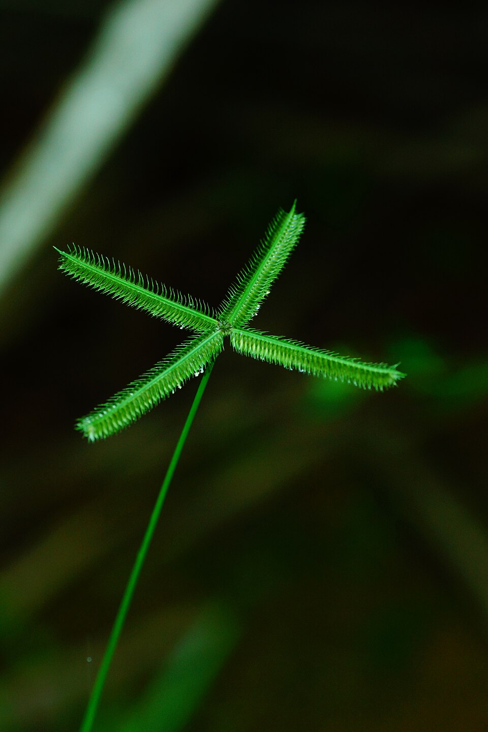 Eleusine aegyptiaca