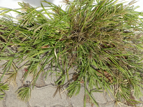 Eleusine africana (African goose grass) — photo