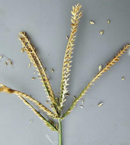 Eleusine africana (African goose grass) — photo
