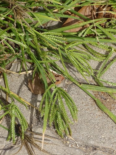 Eleusine africana