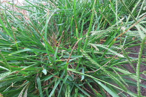 Eleusine coracana (Finger millet) — photo