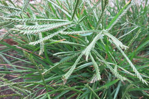 Eleusine coracana (Finger millet) — photo