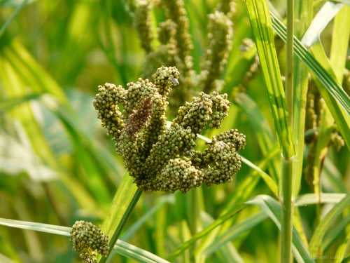 Eleusine coracana