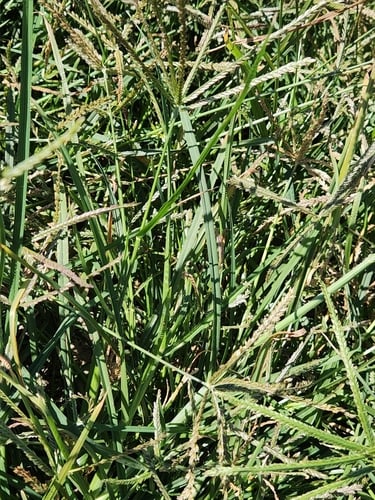 Eleusine indica (Bermuda grass) — photo