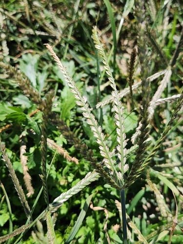 Eleusine indica (Bermuda grass) — photo
