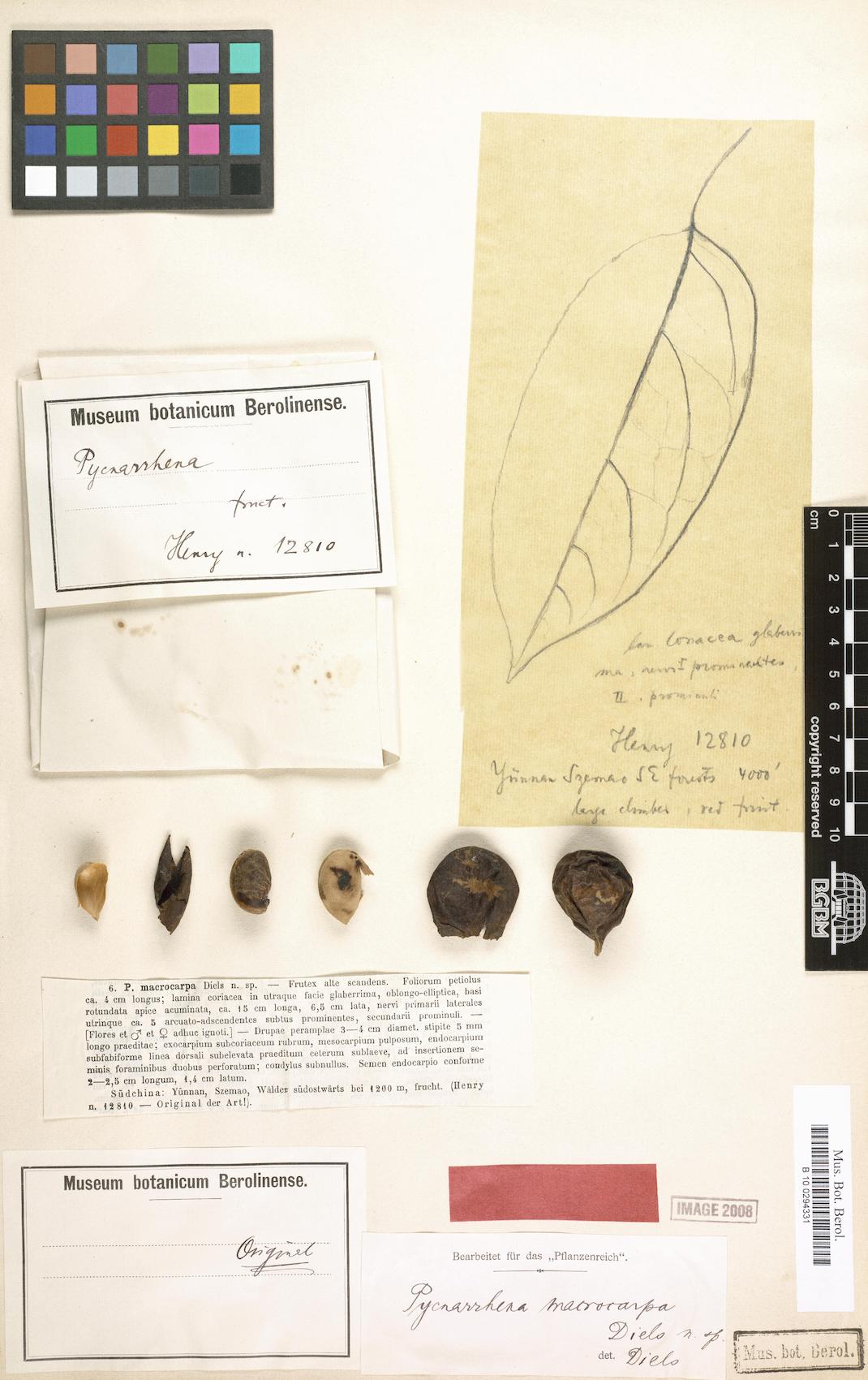 Eleutharrhena macrocarpa