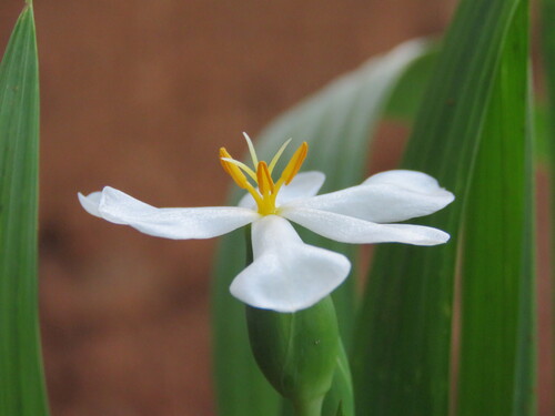 Eleutherine bulbosa — photo