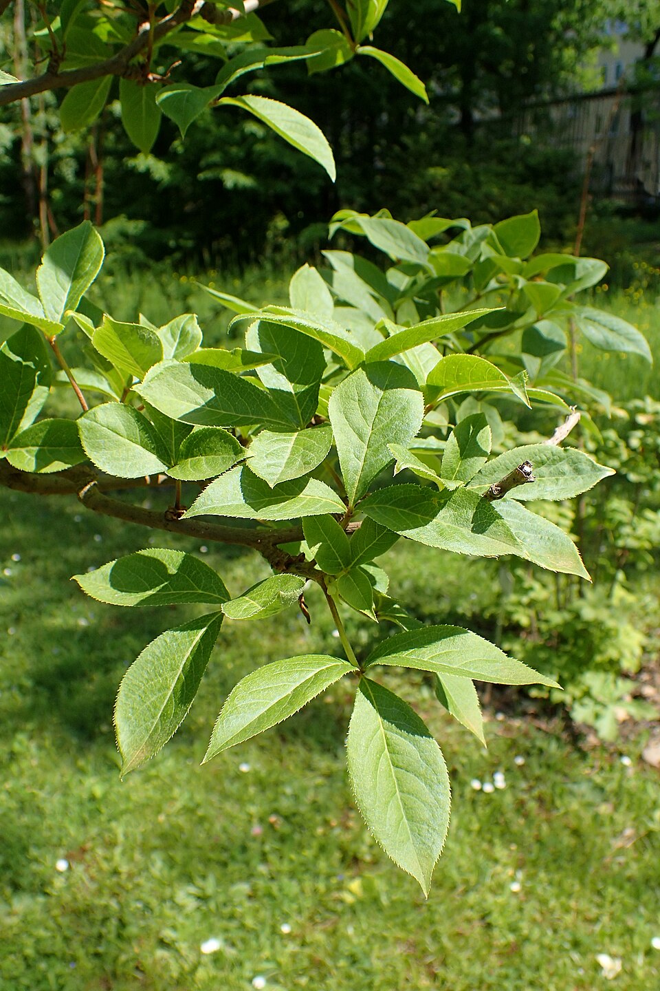 Eleutherococcus divaricatus (O-ukogi) — photo