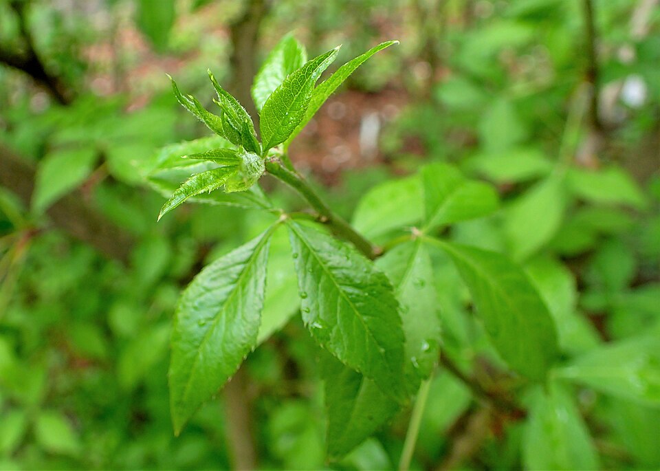Eleutherococcus divaricatus (O-ukogi) — photo