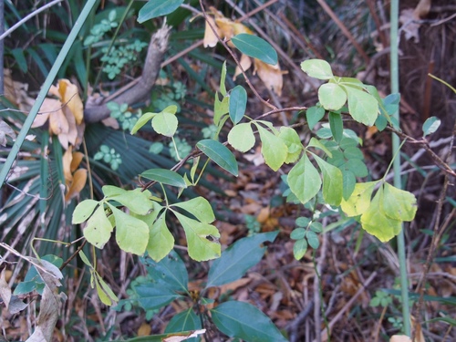 Eleutherococcus japonicus — photo