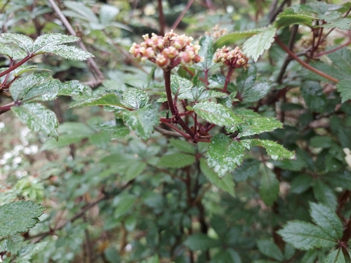 Eleutherococcus leucorrhizus — photo