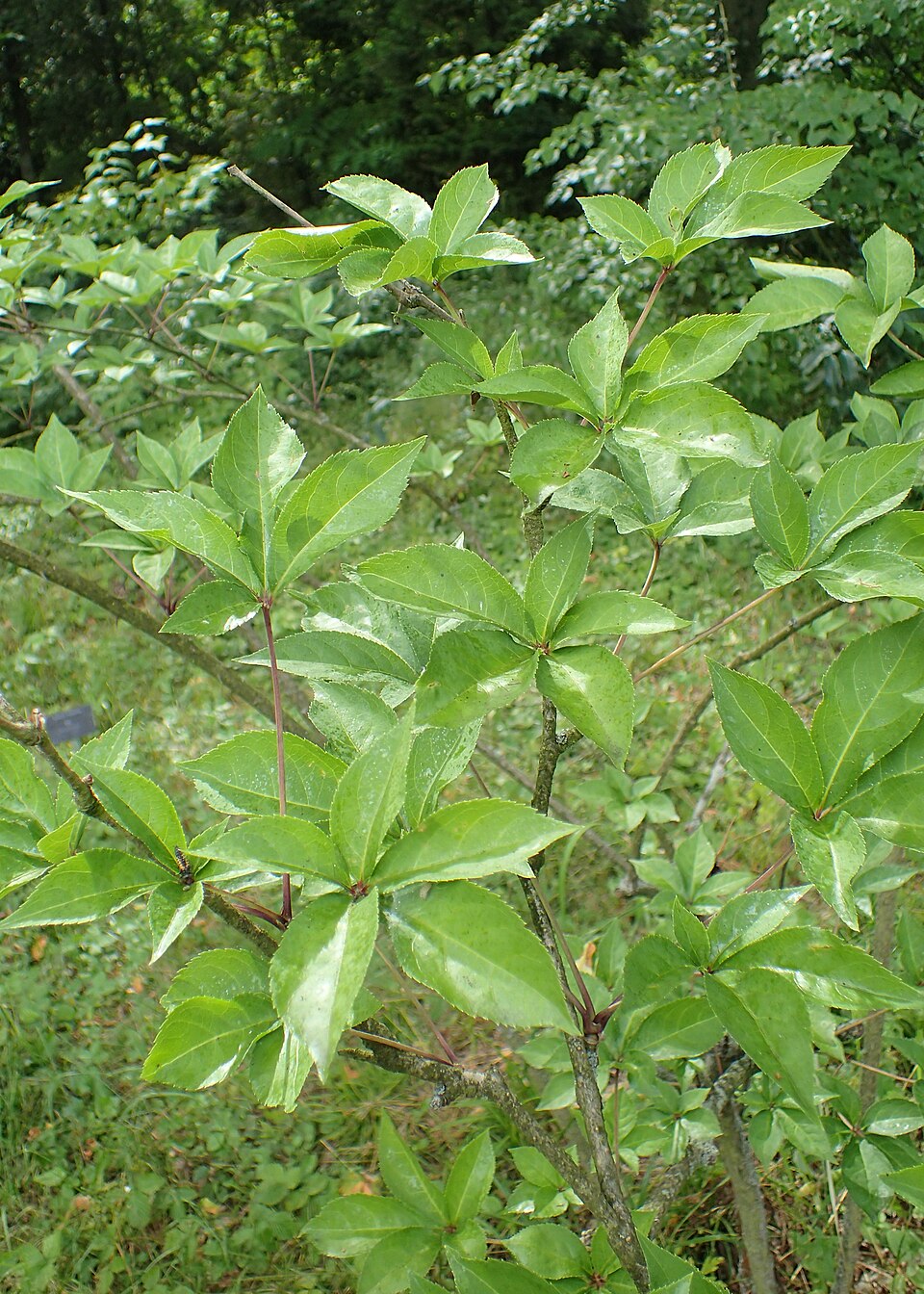 Eleutherococcus leucorrhizus — photo