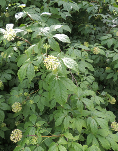 Eleutherococcus senticosus (Siberian ginseng) — photo