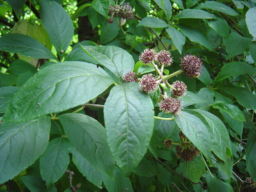 Eleutherococcus sessiliflorus (Wangrangkura) — photo
