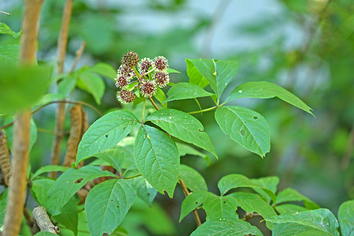 Eleutherococcus sessiliflorus