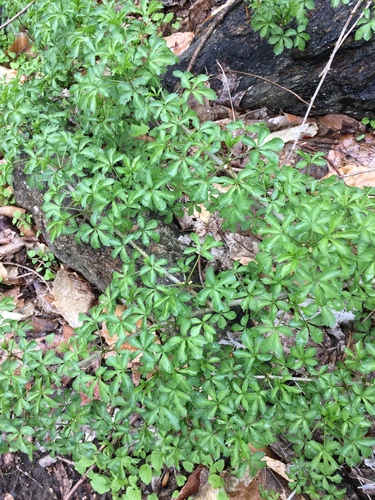 Eleutherococcus sieboldianus (Hedging Eleutherococcus) — photo
