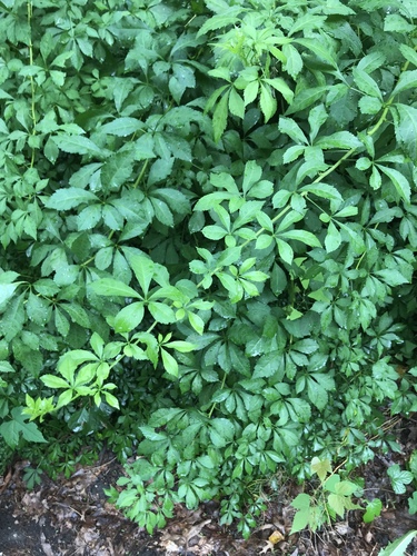 Eleutherococcus sieboldianus (Hedging Eleutherococcus) — photo