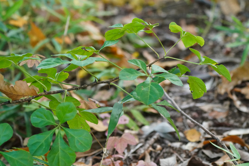 Eleutherococcus spinosus — photo