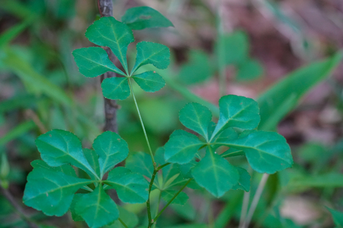 Eleutherococcus spinosus — photo