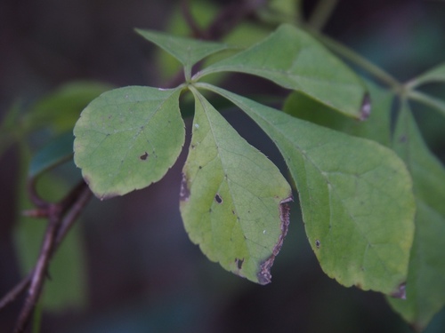 Eleutherococcus spinosus