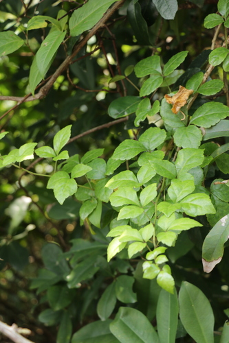 Eleutherococcus trifoliatus (Pak-pam) — photo