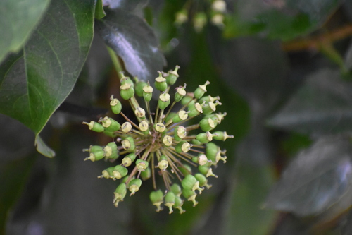 Eleutherococcus trifoliatus (Pak-pam) — photo