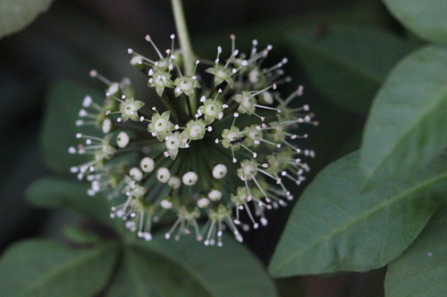 Eleutherococcus trifoliatus