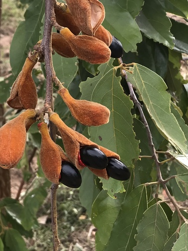 Ellipanthus tomentosus