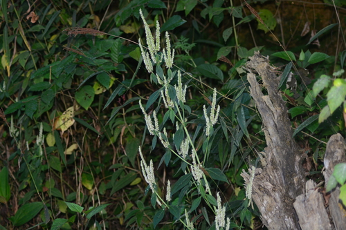 Elsholtzia blanda — photo
