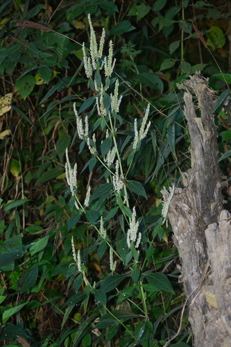 Elsholtzia blanda — photo