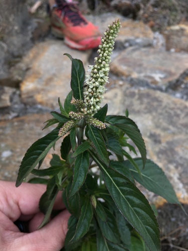 Elsholtzia blanda
