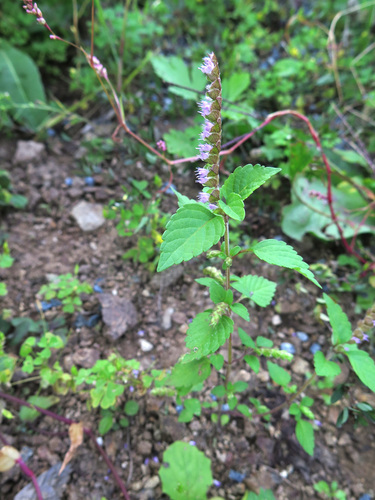 Elsholtzia ciliata (Crested Late-summer-mint) — photo