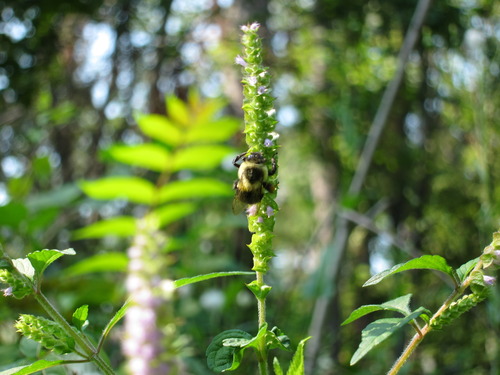 Elsholtzia ciliata