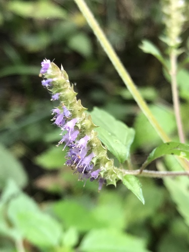 Elsholtzia ciliata (Crested Late-summer-mint) — photo