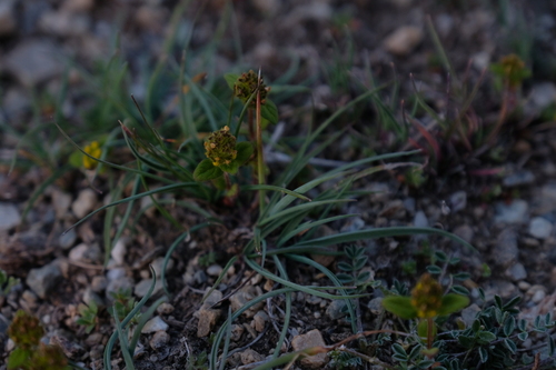Elsholtzia eriostachya — photo