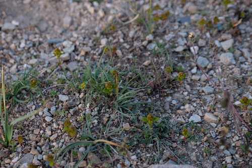 Elsholtzia eriostachya — photo