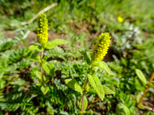 Elsholtzia eriostachya